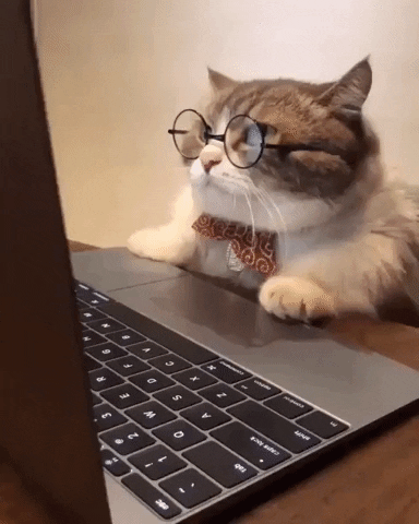 cat at computer